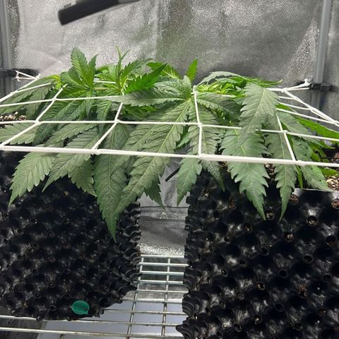 Girl Scout Cookies growlog timeline photo