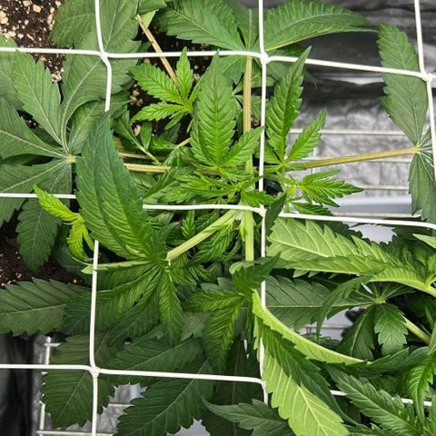Girl Scout Cookies growlog timeline photo