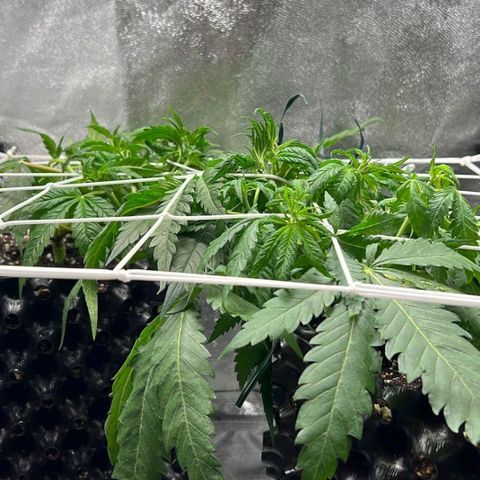 Girl Scout Cookies growlog timeline photo