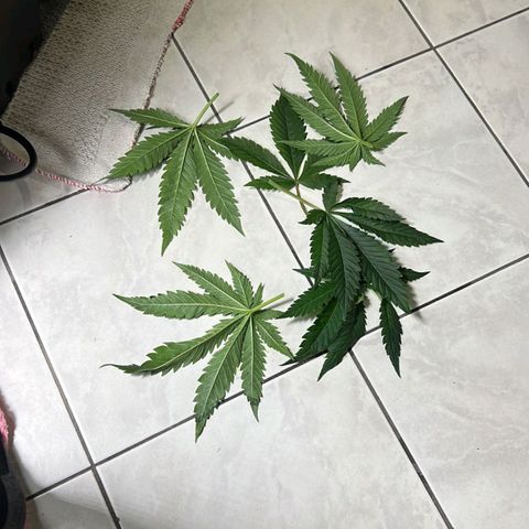 Girl Scout Cookies growlog timeline photo