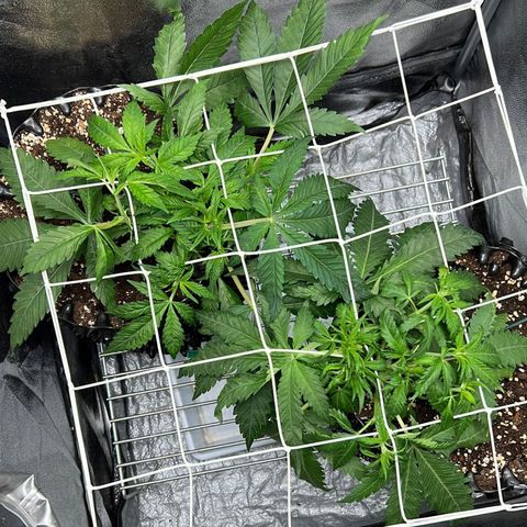 Girl Scout Cookies growlog timeline photo