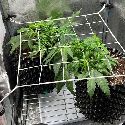 Girl Scout Cookies growlog timeline photo