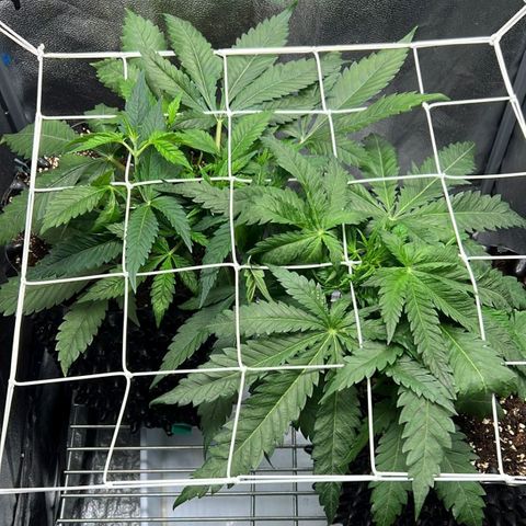 Girl Scout Cookies growlog timeline photo