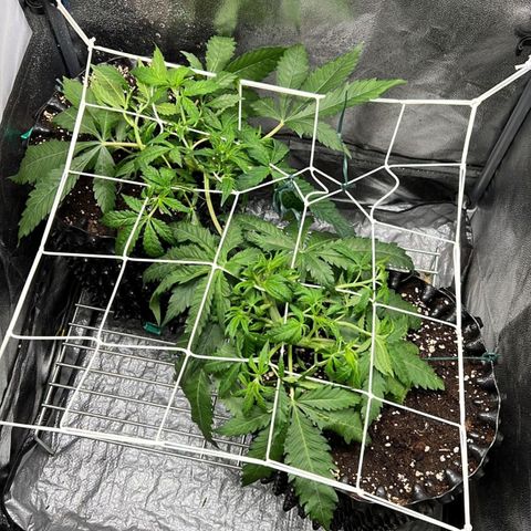 Girl Scout Cookies growlog timeline photo