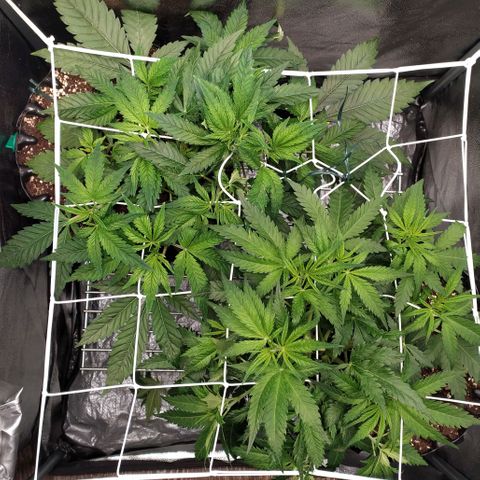 Girl Scout Cookies growlog timeline photo