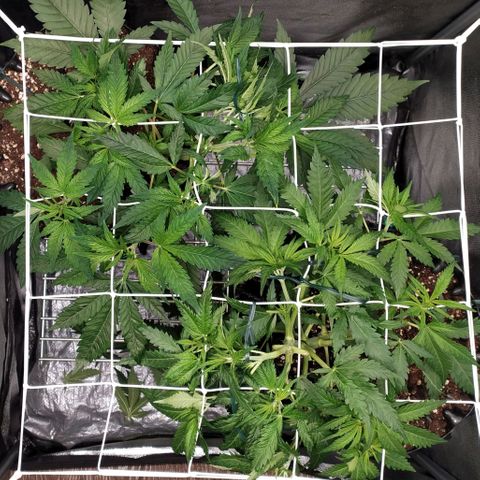 Girl Scout Cookies growlog timeline photo