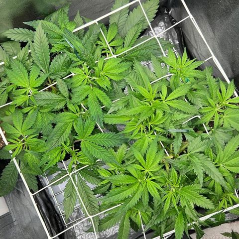 Girl Scout Cookies growlog timeline photo