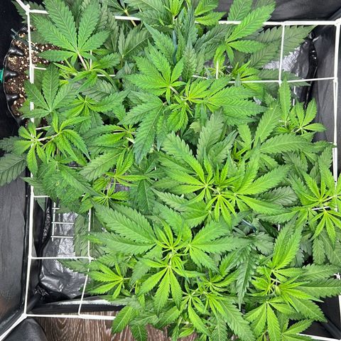 Girl Scout Cookies growlog timeline photo