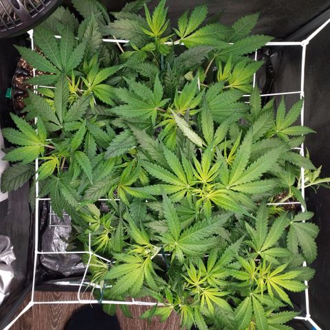 Girl Scout Cookies growlog timeline photo