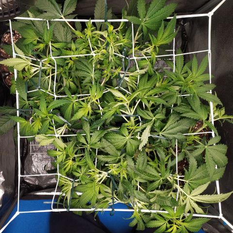 Girl Scout Cookies growlog timeline photo