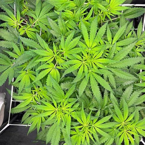 Girl Scout Cookies growlog timeline photo