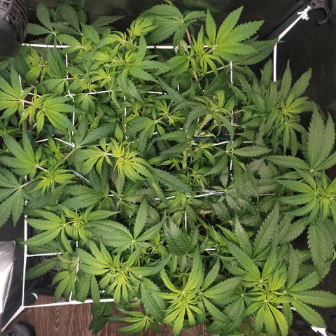 Girl Scout Cookies growlog timeline photo