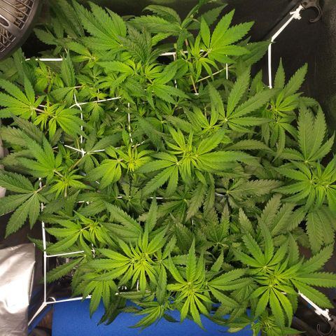 Girl Scout Cookies growlog timeline photo