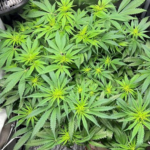 Girl Scout Cookies growlog timeline photo