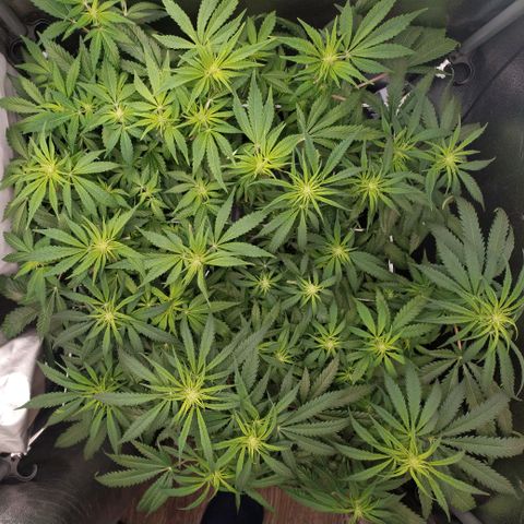 Girl Scout Cookies growlog timeline photo