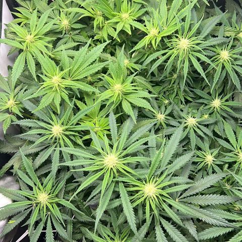 Girl Scout Cookies growlog timeline photo