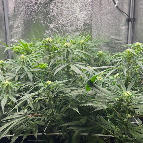 Girl Scout Cookies growlog timeline photo