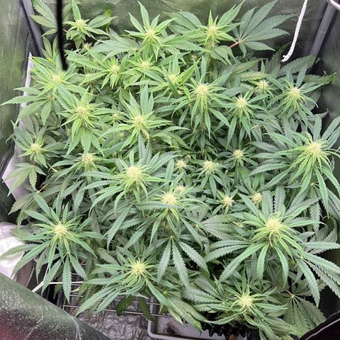 Girl Scout Cookies growlog timeline photo