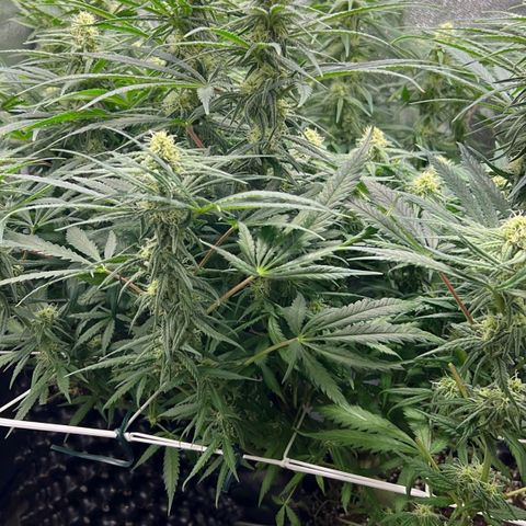 Girl Scout Cookies growlog timeline photo