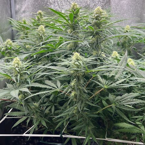 Girl Scout Cookies growlog timeline photo