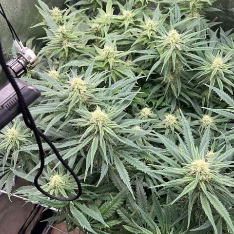 Girl Scout Cookies growlog timeline photo
