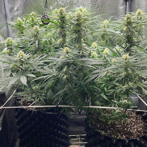 Girl Scout Cookies growlog timeline photo