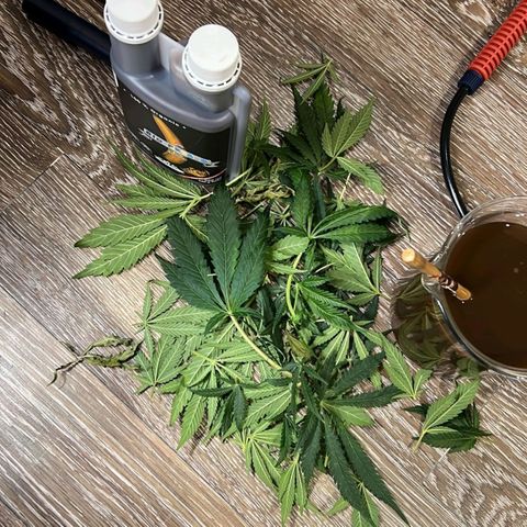 Girl Scout Cookies growlog timeline photo