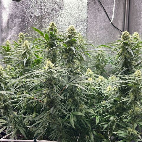 Girl Scout Cookies growlog timeline photo