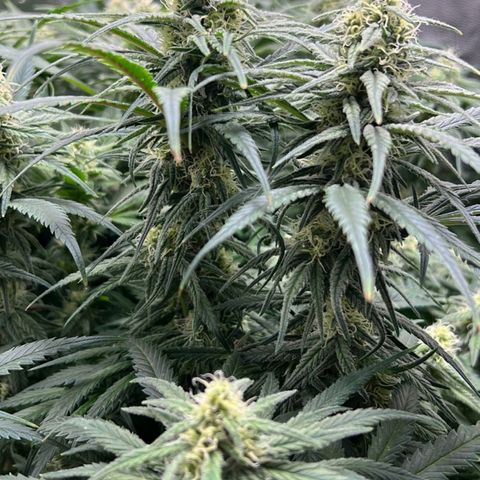 Girl Scout Cookies growlog timeline photo