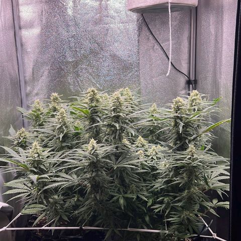 Girl Scout Cookies growlog timeline photo