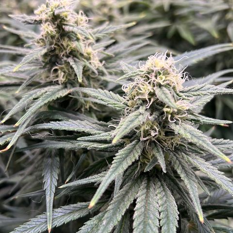 Girl Scout Cookies growlog timeline photo