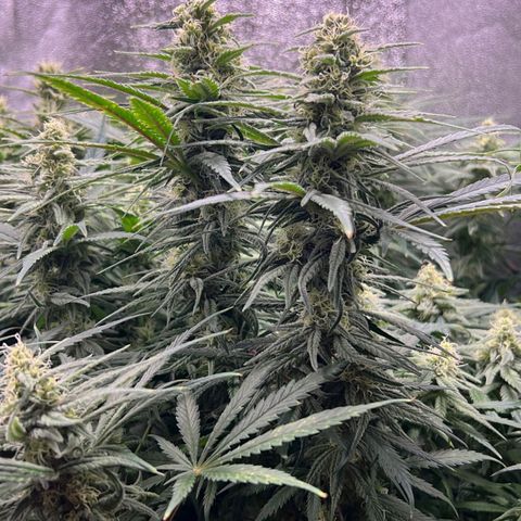 Girl Scout Cookies growlog timeline photo