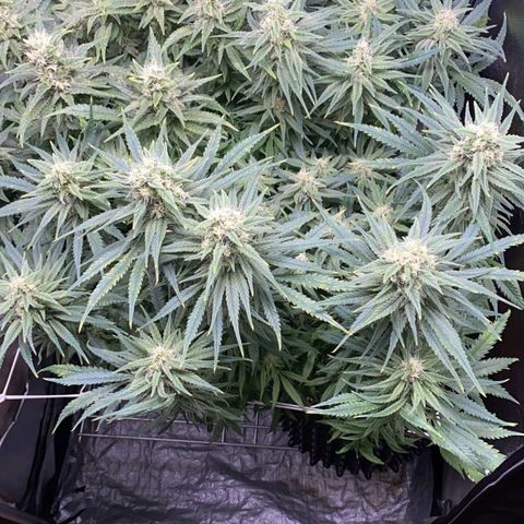 Girl Scout Cookies growlog timeline photo