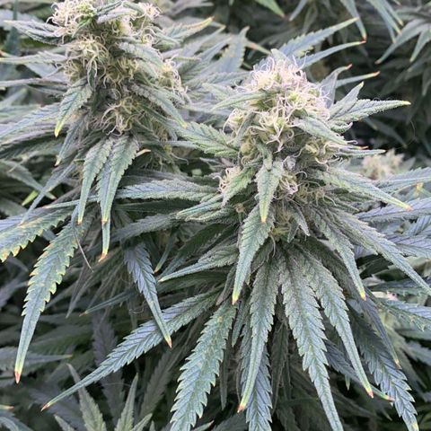 Girl Scout Cookies growlog timeline photo