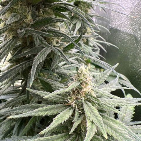 Girl Scout Cookies growlog timeline photo