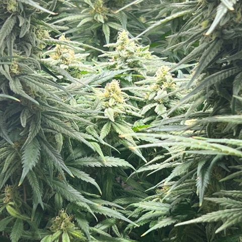 Girl Scout Cookies growlog timeline photo