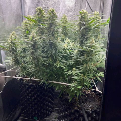 Girl Scout Cookies growlog timeline photo