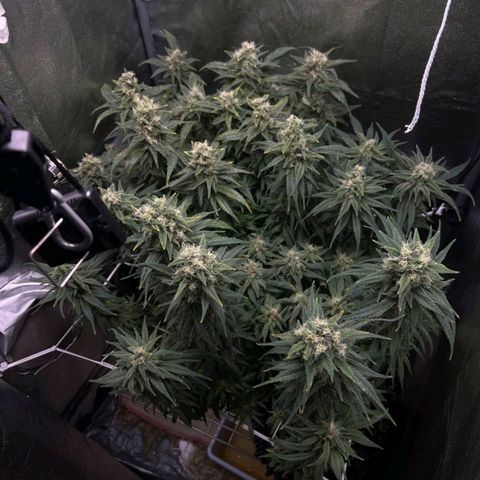 Girl Scout Cookies growlog timeline photo