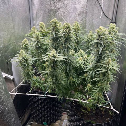 Girl Scout Cookies growlog timeline photo