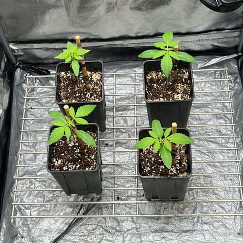 Runtz X Layer Cake growlog timeline photo