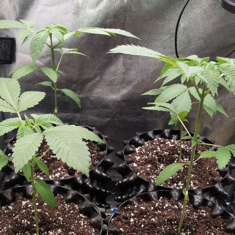 Runtz X Layer Cake growlog timeline photo