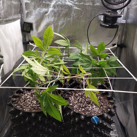 Runtz X Layer Cake growlog timeline photo