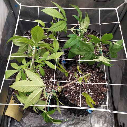 Runtz X Layer Cake growlog timeline photo