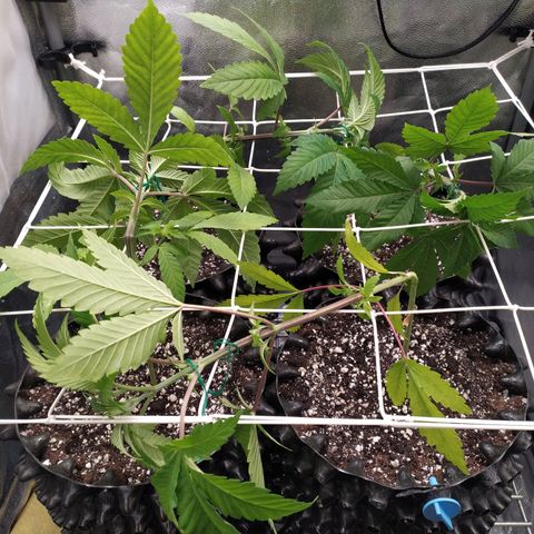 Runtz X Layer Cake growlog timeline photo