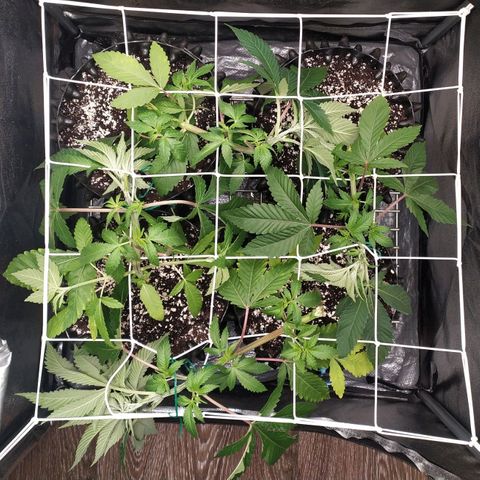 Runtz X Layer Cake growlog timeline photo
