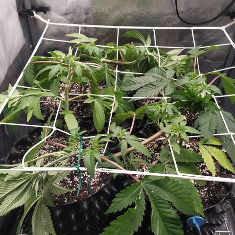 Runtz X Layer Cake growlog timeline photo