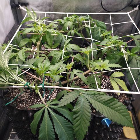 Runtz X Layer Cake growlog timeline photo