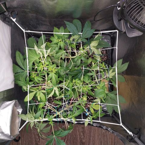 Runtz X Layer Cake growlog timeline photo
