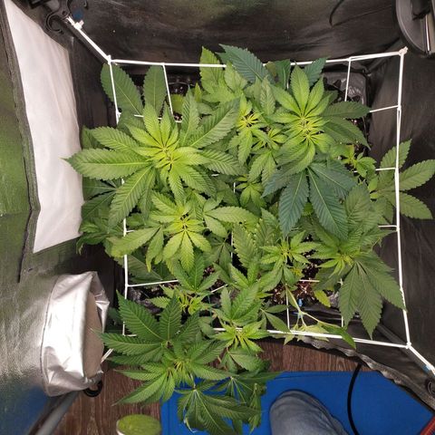 Runtz X Layer Cake growlog timeline photo