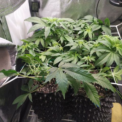 Runtz X Layer Cake growlog timeline photo